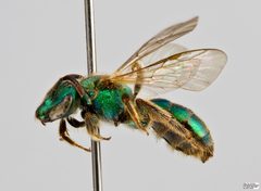Augochlorella aurata Female by The Packer Lab. Used under a Attribution license.