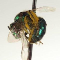 Augochlorella neglectula by CBG Photography Group, Centre for Biodiversity Genomics. Used under a CC BY 3.0 license.