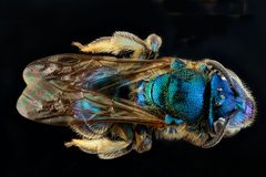 Augochloropsis anonyma by USGS Native Bee Inventory and Monitoring Laboratory. Used under a Public domain license.
