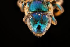Augochloropsis anonyma1 by USGS Native Bee Inventory and Monitoring Laboratory. Used under a Public domain license.