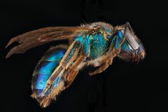 Augochloropsis anonyma2 by USGS Native Bee Inventory and Monitoring Laboratory. Used under a Public domain license.