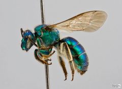 Augochloropsis metallica Female by The Packer Lab. Used under a Attribution license.