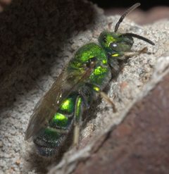 Augochloropsis metallica P1290115a by 
xpda. Used under a CC BY-SA 4.0 license.