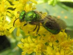 Augochloropsis metallica male by Beatriz Moisset. Used under a CC BY-SA 3.0 license.