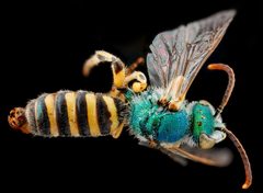 Agapostemon angelicus m by USGS Native Bee Inventory and Monitoring Laboratory. Used under a Public domain license.