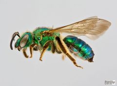 Agapostemon sericeus female by The Packer Lab. Used under a Attribution license.