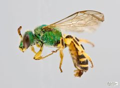 Agapostemon sericeus male by The Packer Lab. Used under a Attribution license.