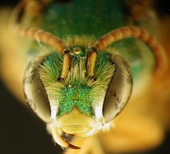 Agapostemon splendens by Natalie Allen and Stephanie Kolski , , U.S. Geological Survey. Used under a Public domain license.