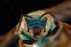 Agapostemon splendens1 by USGS Native Bee Inventory and Monitoring Laboratory. Used under a Public domain license.