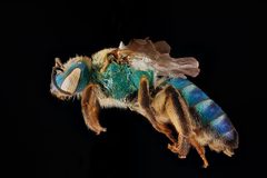 Agapostemon splendens3 by USGS Native Bee Inventory and Monitoring Laboratory. Used under a Public domain license.