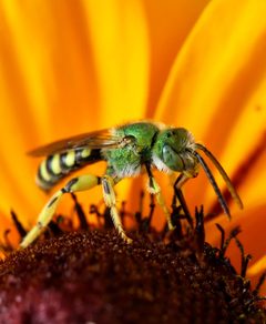 Agapostemon texanus male by La4bonte. Used under a CC BY-SA 4.0 license.