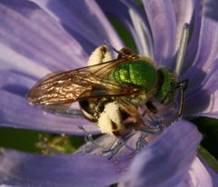 Agapostemon virescens - female by S. Rae from Scotland, UK. Used under a CC BY 2.0 license.