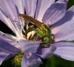 Agapostemon virescens - female2 by S. Rae from Scotland, UK. Used under a CC BY 2.0 license.