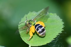 Agapostemon virescens 319748352 by Thompson Hyggen. Used under a CC0 license.