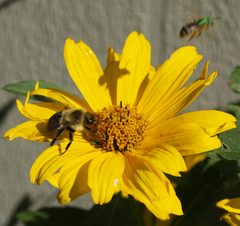 Bumblebee 1 by Dna-man at English Wikipedia. Used under a Public domain license.
