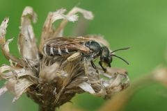 Halictus confusus 111124089 by Amy Schnebelin. Used under a CC BY 4.0 license.