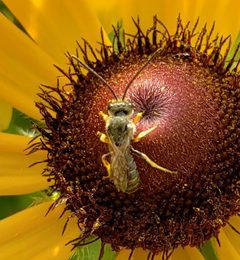 Halictus confusus 142448510 by Jack. Used under a CC0 license.