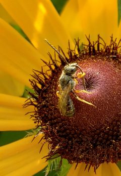 Halictus confusus 142448523 by Jack. Used under a CC0 license.