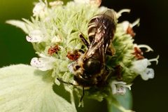 Halictus confusus 153484382 by Louise Woodrich. Used under a CC BY 4.0 license.