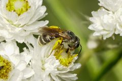 Halictus confusus 179630823 by Amy Schnebelin. Used under a CC BY 4.0 license.