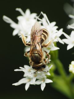 Halictus confusus 98995479 by Katja Schulz. Used under a CC BY 4.0 license.