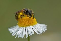 Halictus poeyi 361718050 by Eridan Xharahi. Used under a CC BY 4.0 license.