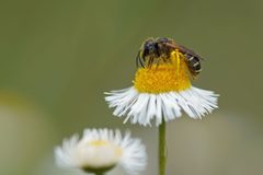 Halictus poeyi 361718135 by Eridan Xharahi. Used under a CC BY 4.0 license.