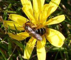 Halictidae . Halictus rubicundus. Female - Flickr - gailhampshire by gailhampshire from Cradley, Malvern, U.K. Used under a CC BY 2.0 license.