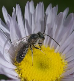 Halictus virgatellus P1240265b by 
xpda. Used under a CC BY-SA 4.0 license.