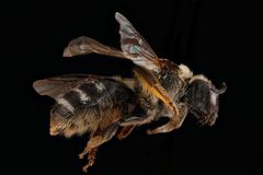 Lasioglossum leucozonium1 by USGS Native Bee Inventory and Monitoring Laboratory. Used under a Public domain license.