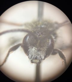 Lasioglossum leucozonium 171305199 by Jean-Silouane Rebours. Used under a CC BY 4.0 license.