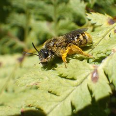 Lasioglossum leucozonium 227577124 by Ben Armstrong. Used under a CC BY 4.0 license.