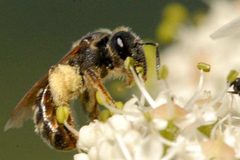 Lasioglossum leucozonium f by James K. Lindsey. Used under a CC BY-SA 3.0 license.