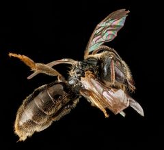 Lasioglossum lionotum f by USGS Native Bee Inventory and Monitoring Laboratory. Used under a Public domain license.
