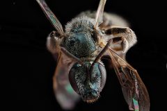 Lasioglossum marinum by USGS Native Bee Inventory and Monitoring Laboratory. Used under a Public domain license.