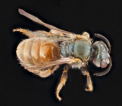 Lasioglossum nymphale by USGS Native Bee Inventory and Monitoring Laboratory. Used under a Public domain license.