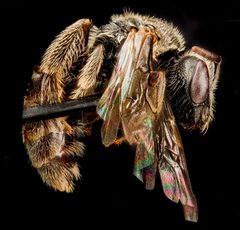 Lasioglossum oenotherae f by USGS Native Bee Inventory and Monitoring Laboratory. Used under a Public domain license.