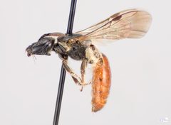 Lasioglossum ovaliceps Female by The Packer Lab. Used under a Attribution license.