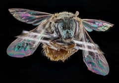 Lasioglossum pictum by USGS Native Bee Inventory and Monitoring Laboratory. Used under a Public domain license.