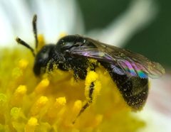 Lasioglossum imitatum 124907134 by James Kindt. Used under a CC BY 4.0 license.