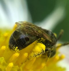 Lasioglossum imitatum 124907188 by James Kindt. Used under a CC BY 4.0 license.