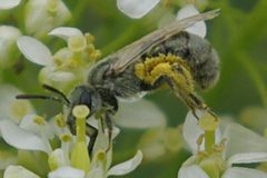 Lasioglossum semicaeruleum by JerryFriedman. Used under a CC BY-SA 3.0 license.