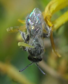 Lasioglossum semicaeruleum P1530254a by
xpda. Used under a CC BY-SA 4.0 license.