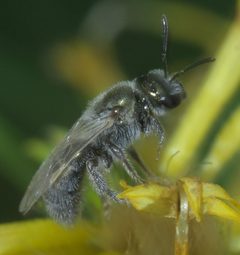 Lasioglossum semicaeruleum P1530257a by
xpda. Used under a CC BY-SA 4.0 license.