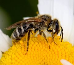Lasioglossum sisymbrii by La4bonte. Used under a CC BY-SA 4.0 license.