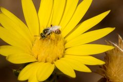 Lasioglossid bee - Flickr - aspidoscelis by Patrick Alexander from Las Cruces, NM. Used under a CC0 license.