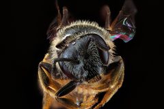 Lasioglossum truncatum by USGS Native Bee Inventory and Monitoring Laboratory. Used under a Public domain license.
