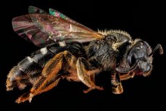 Lasioglossum truncatum female by USGS Native Bee Inventory and Monitoring Laboratory. Used under a Public domain license.