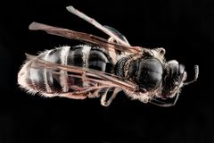 Lassioglossum truncatum by USGS Native Bee Inventory and Monitoring Laboratory. Used under a Public domain license.