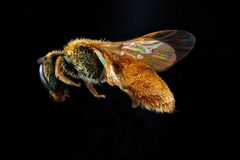 Lasioglossum vierecki by USGS Native Bee Inventory and Monitoring Laboratory. Used under a Public domain license.